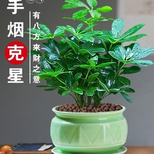 八方来财盆栽鸭脚木七叶莲室内花卉绿植四季常青净化空气招财植物