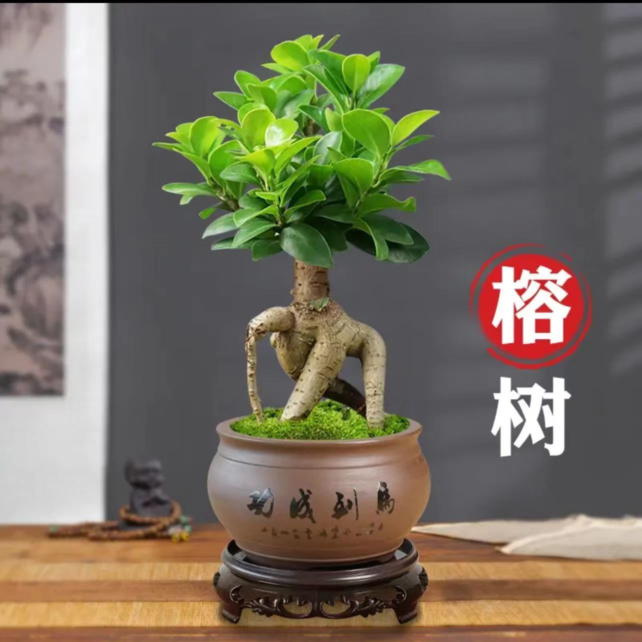 人参榕小叶榕树造型盆景室内阳台植物盆栽绿植地瓜榕老桩易养四季