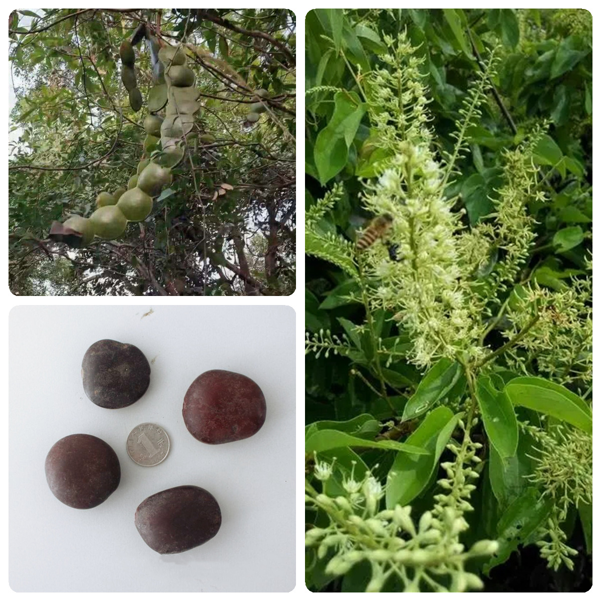 平安豆种子龙豆种籽罗汉豆种子木腰子种子九龙藤种子中药材种子