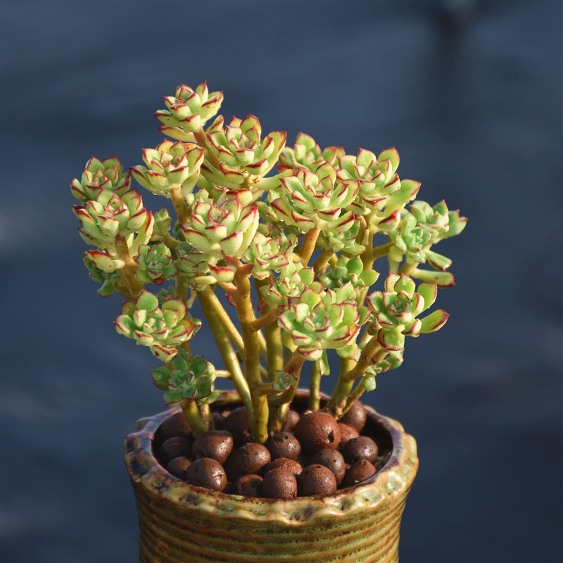 【酥皮鸭老桩】多肉植物小桩子小盆栽经典多肉酥皮鸭大棚出货