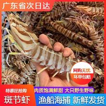 斑节虾湛江竹节虾鲜活速冻新鲜海虾虾超大黑虎基围虾特大斑节虾
