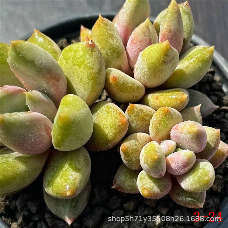 多肉植物大棚批发红象牙群鸡蛋碧桃双头小桩品相美多肉品种裸根