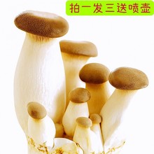 四季杏鲍菇菌包金针菇平菇鸡腿菇阳台菌种家种家庭蘑菇菌包室内