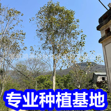 福建绿化菩提树批发 全冠行道树景观树菩提榕树产地价格