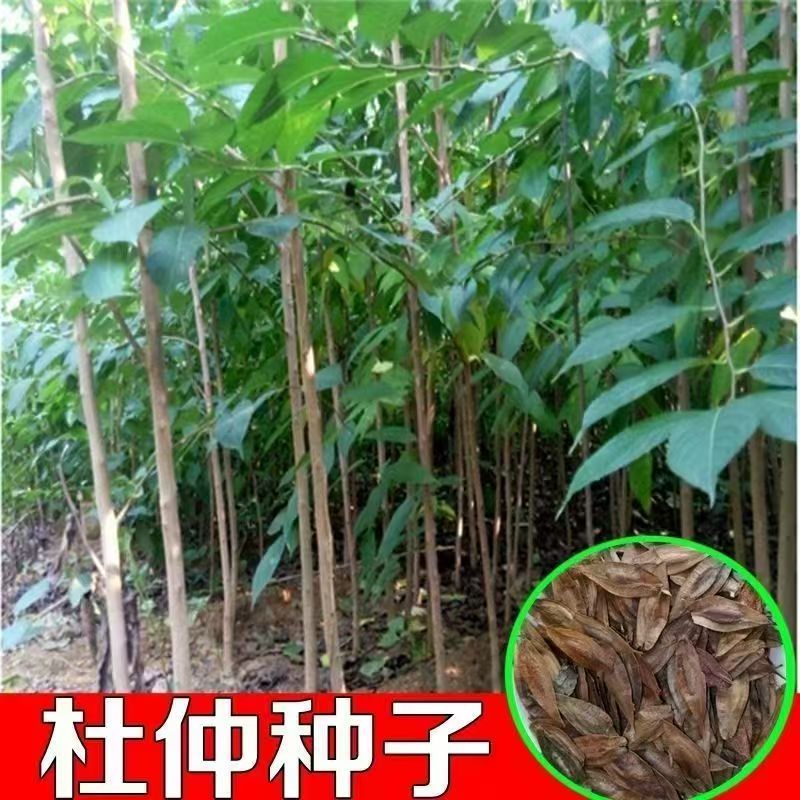 杜仲种子当年新采杜仲树籽树苗沙藏乔木类绿化树木杜仲皮可做药材