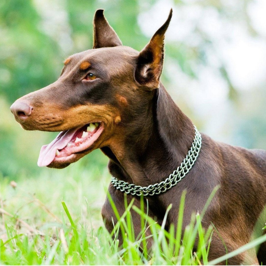 纯种杜宾犬活体幼犬 德系美系双血统护卫犬迷你笃宾犬赛级宠物狗