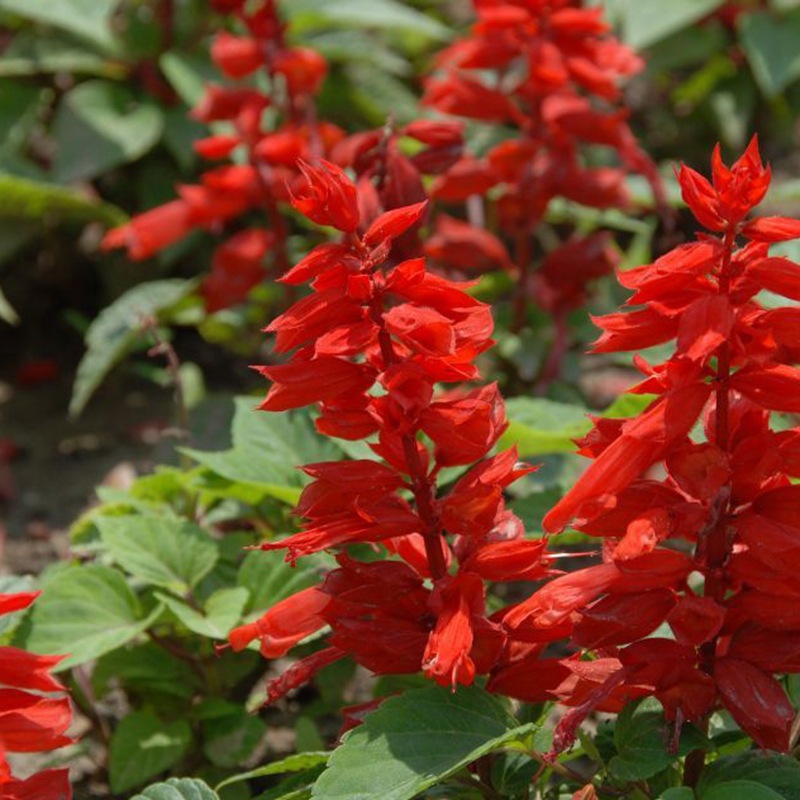 节日草花景观花卉一串红 装饰花卉 节日草花租摆花卉多年生一串红