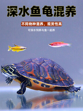 QGSO火焰龟深水龟鱼缸混养小乌龟活物稀有活体小宠物吃粪龟清洁龟