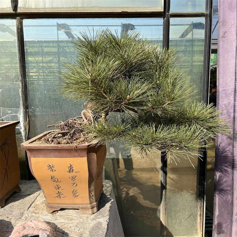 黑松盆景实物树桩矮霸造型 五针松盆景 微型小黑松盆景耐寒植物