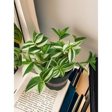 琴叶榕大叶盆栽室内大型植物办公室绿植北欧网红新手好养沈阳送货