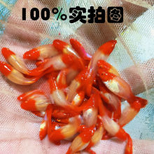 巴西红扇红头孔雀鱼深海蓝球体精品凤尾鱼稀有小型热带淡水鱼热销