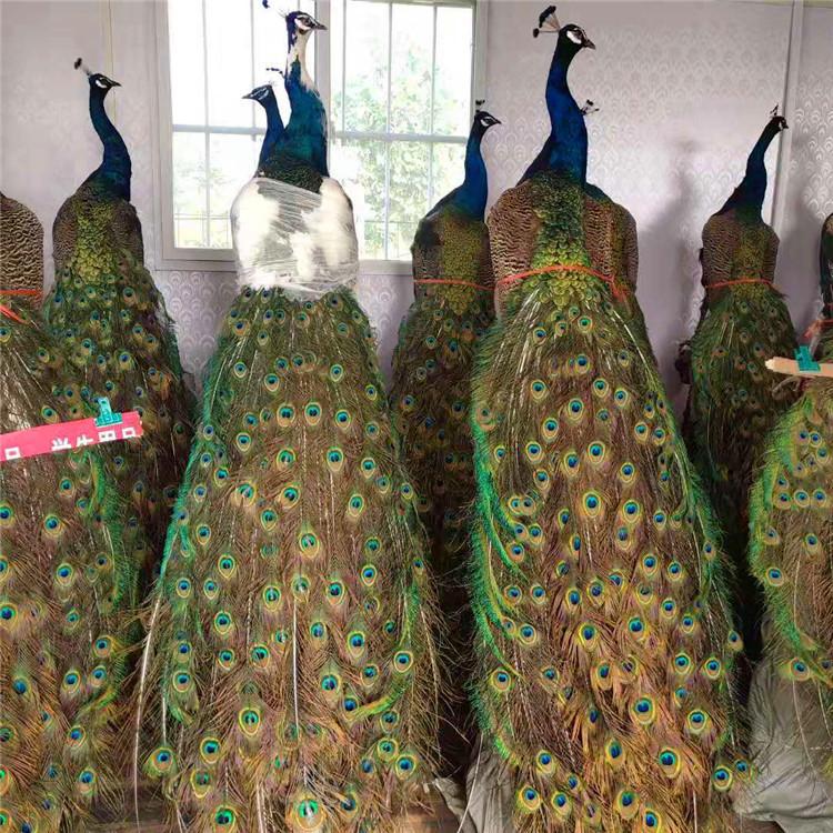 萌宠展活体羊驼租赁展览 出售土拨鼠活体羊驼活体 矮马 狐獴 旱獭