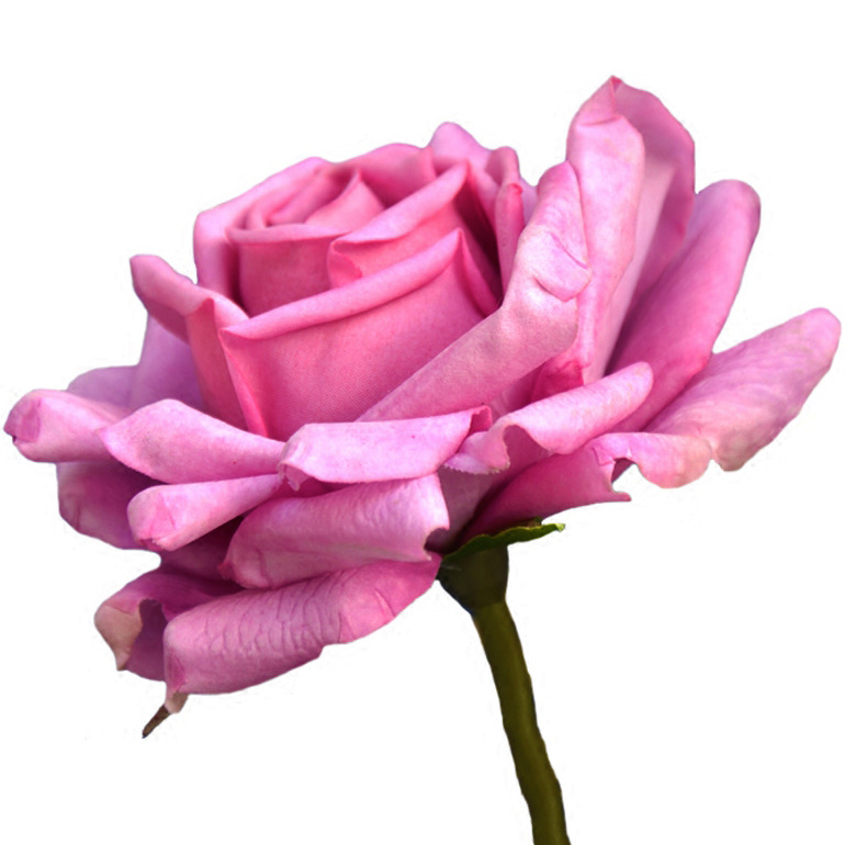 春山手感保湿玫瑰花单支逼真客餐厅家居装饰婚庆月季摄影-阿里巴巴