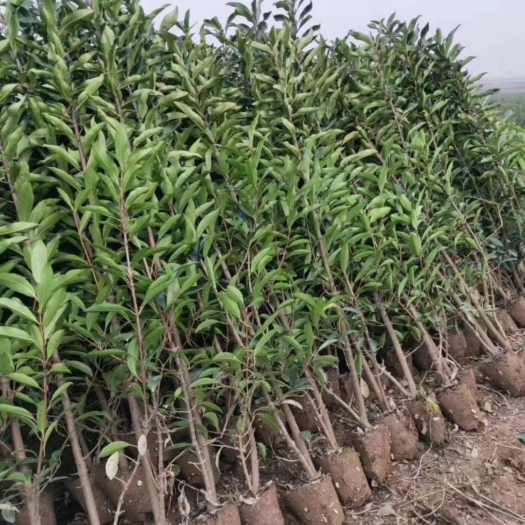 基地直销法国冬青树苗篱笆围墙庭院美化工程绿化四季常青耐寒耐旱