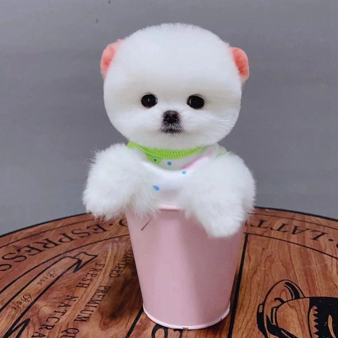 纯种博美犬幼犬茶杯犬活体俊介小型犬宠物长不大迷你博美宠物狗狗