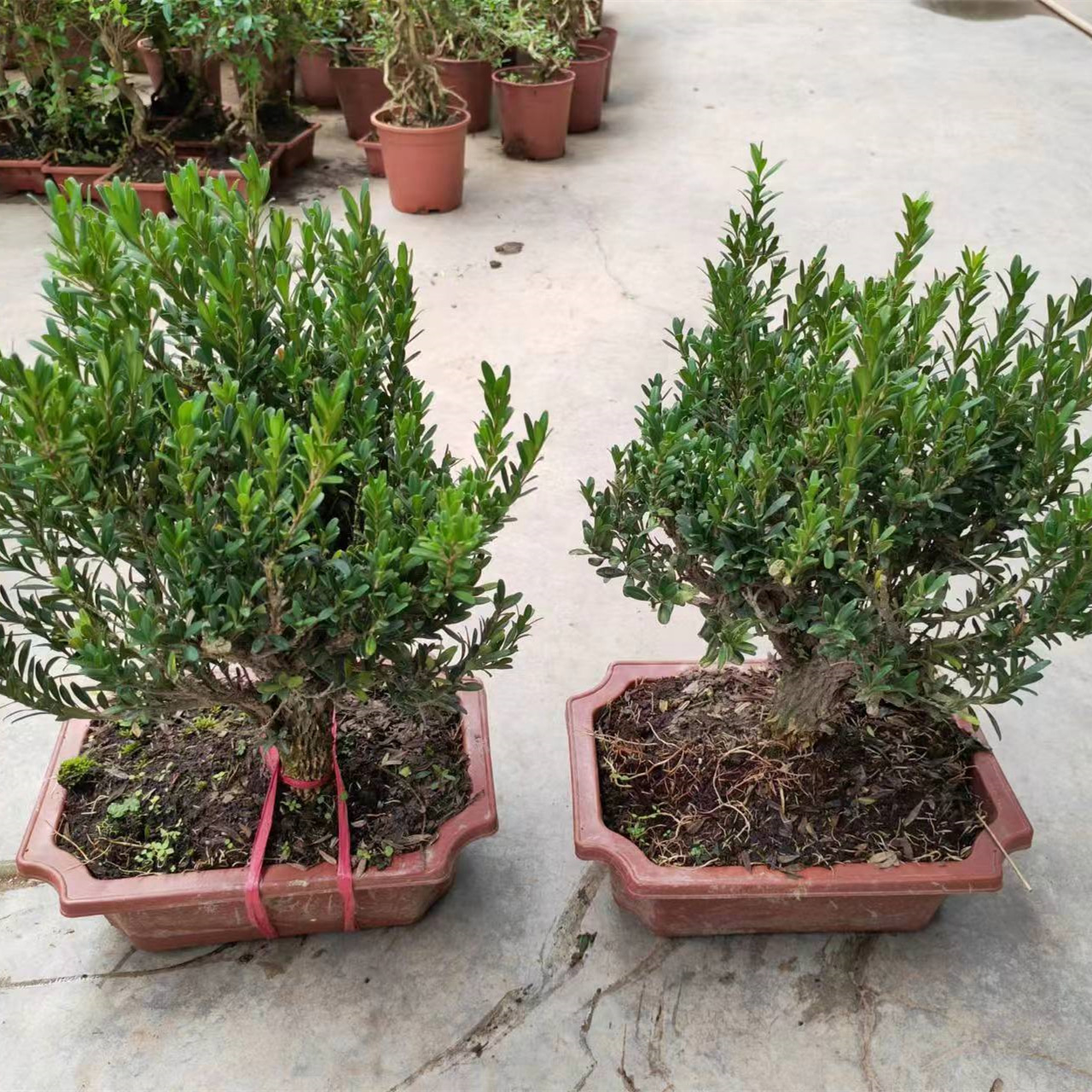 25cm雀舌黄杨小叶黄杨树树苗盆栽带土发货阳台庭院室外四季常青绿