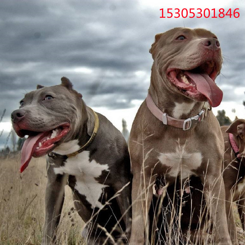 出售纯 种比特犬幼犬活 体看家护院犬狩猎犬斗狗比特犬价格多少