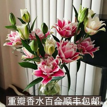 云南基地直发百合花鲜花直批瓶插水培香水重瓣百合室内鲜切花速递