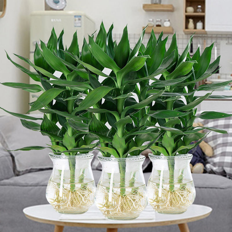 厂家直销富贵竹水养植物盆栽室内客厅观音竹水培带根好养绿植花卉