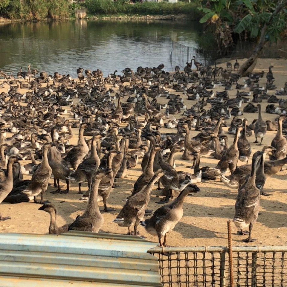 广东名鹅马冈鹅黑粽鹅开平马岗鹅90日鹅整只鹅冷链配送隔天送到