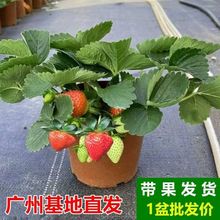 草莓盆栽可食用牛奶草莓大苗带果带花苞阳台绿植四季开花结果绿植