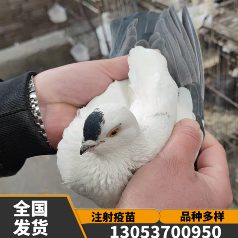 铁翅点子  红点子鸽 两头红鸽子 新疆两头乌鸽 鸽子活体 金眼白