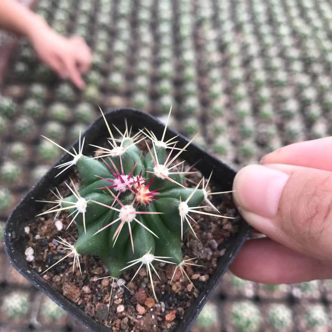 神仙玉实生仙人球88装红刺基地批发