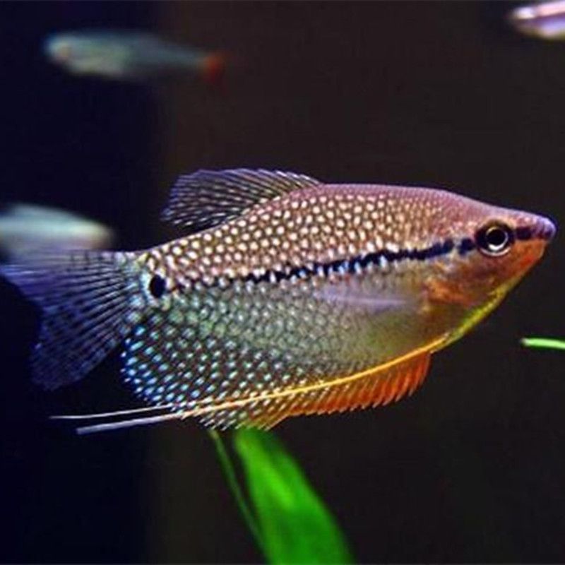 渔场直发 3-4cm 黄金珍珠马甲鱼丝足鱼 热带鱼观赏鱼渔场大量批发