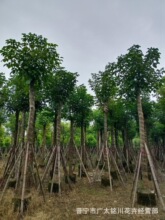 秋枫树苗 重阳木大树 秋风移植袋苗广东揭阳基地现货截杆秋枫15cm