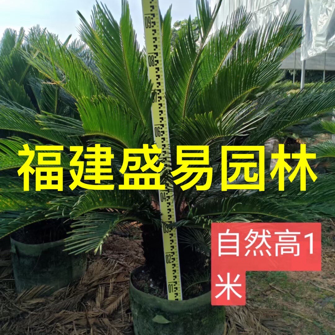 铁树批发 铁树价格 造型铁树盆景 多头铁树 丛生铁树 大铁树基地