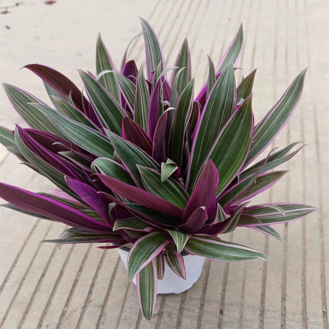 120#紫露兰盆栽吊兰办公室内花卉好养植物四季常青客厅桌面小绿植