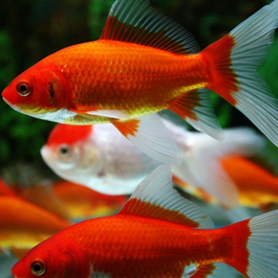 红草金鱼活鱼观赏鱼龟食龙鱼锦鲤鱼冷水鱼草金鱼苗活鱼小金鱼好养