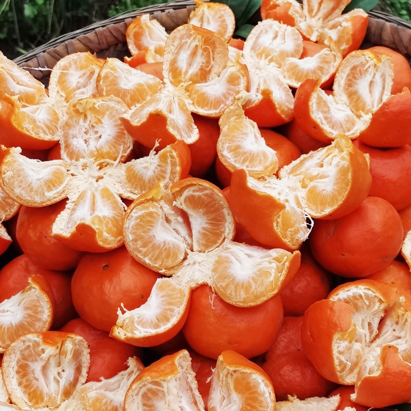 四川柑橘重庆三月红默科特甜桔2斤/5斤/10斤非陈皮柑