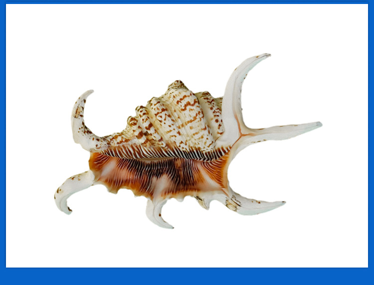 海螺贝壳水字螺六角螺家居摆件水族造景鱼缸装饰拍摄道具儿童礼物