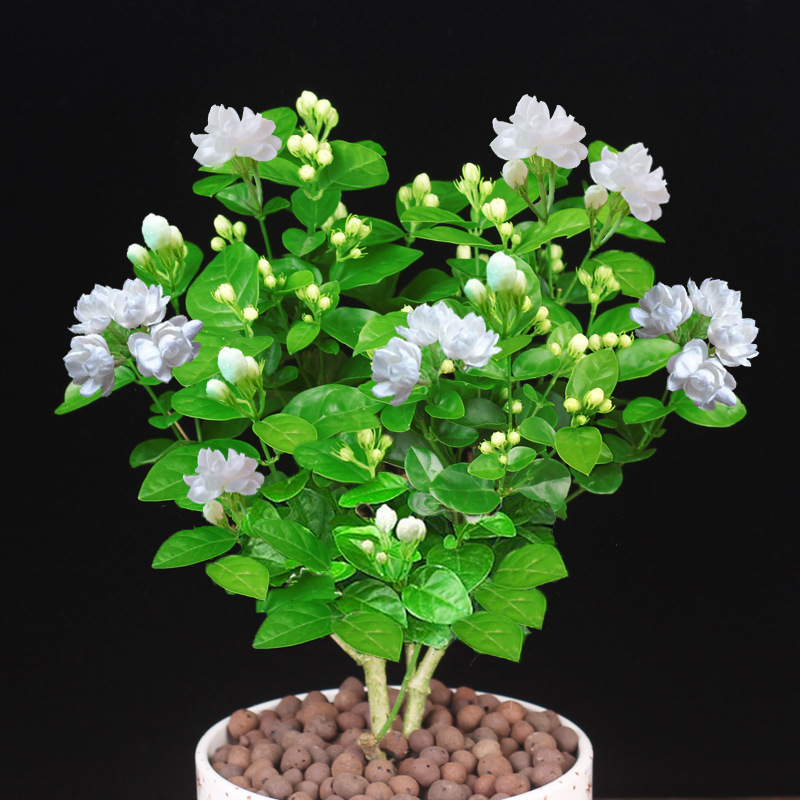 浓香型茉莉花盆栽四季绿植花卉老桩树花苗植物室内好养开花不断