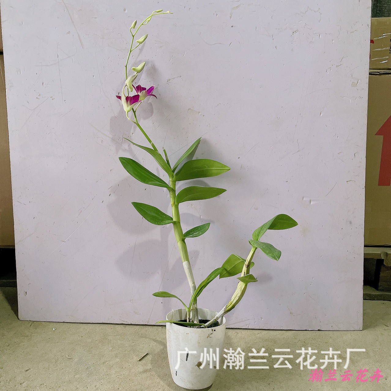 盆栽绿植石斛兰带花苞三亚阳光好养花卉净化空气四季开花吸甲醛
