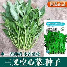 三叉空心菜种子通心菜种籽四季高产阳台盆栽大叶青菜籽种蔬菜种孑