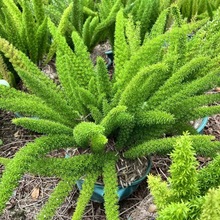 狐尾天门冬盆盆栽植物庭院花园柜台绿植四季常绿除观叶花镜花苗