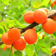杏树苗嫁接特大早熟晚熟甜杏子果树苗盆栽地栽南北方种植当年结果