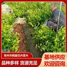 基地供应绿化工程绿篱棣棠苗 绿化苗木蜂棠花棣棠花