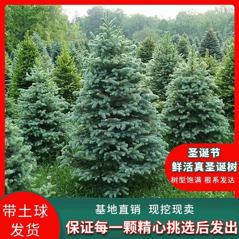 一件代发圣诞树真树挪威云杉盆栽植物圣诞节酒店商场家庭室内室外