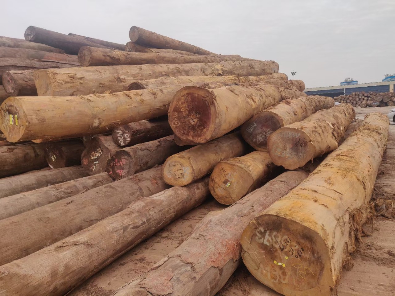 非洲柚木 金丝柚原木板材 家具用材特斯金莲木 可定做各种规格