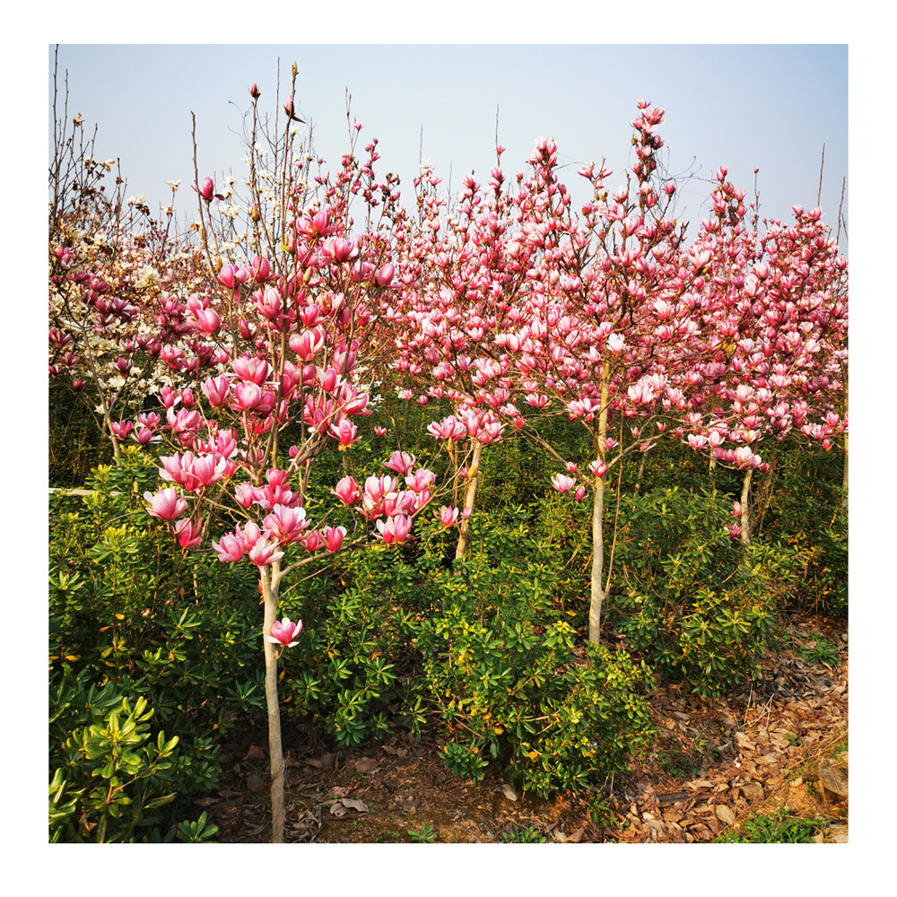 农户直批 紫玉兰花树苗 紫玉兰树   紫玉兰苗 各类规格 紫玉兰