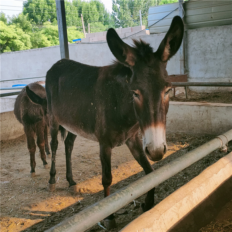 德州驴多少钱一头 肉驴养殖场推荐养殖改良肉驴小毛驴 驴苗品种