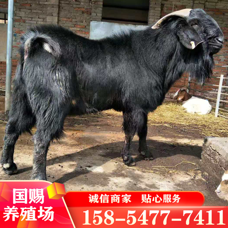 青山羊波尔山羊出售 小羊羔肉羊黑山羊奶山羊养殖成羊种羊技术