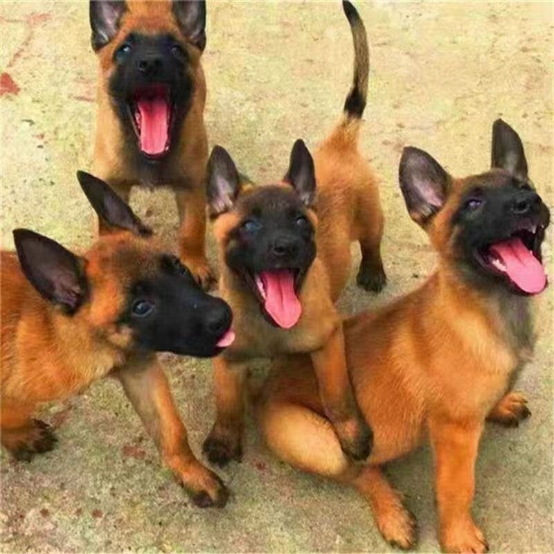 纯种马犬幼犬活体黄马爆红马犬看家护院马犬活体-阿里巴巴