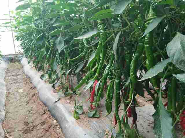 精品航椒2号,太空搭载选育,优质高产,长羊角螺丝椒.