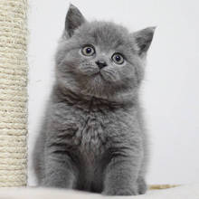 英短蓝猫幼猫宠物小蓝猫宠物布偶猫幼崽短腿小猫咪活物蓝猫幼猫