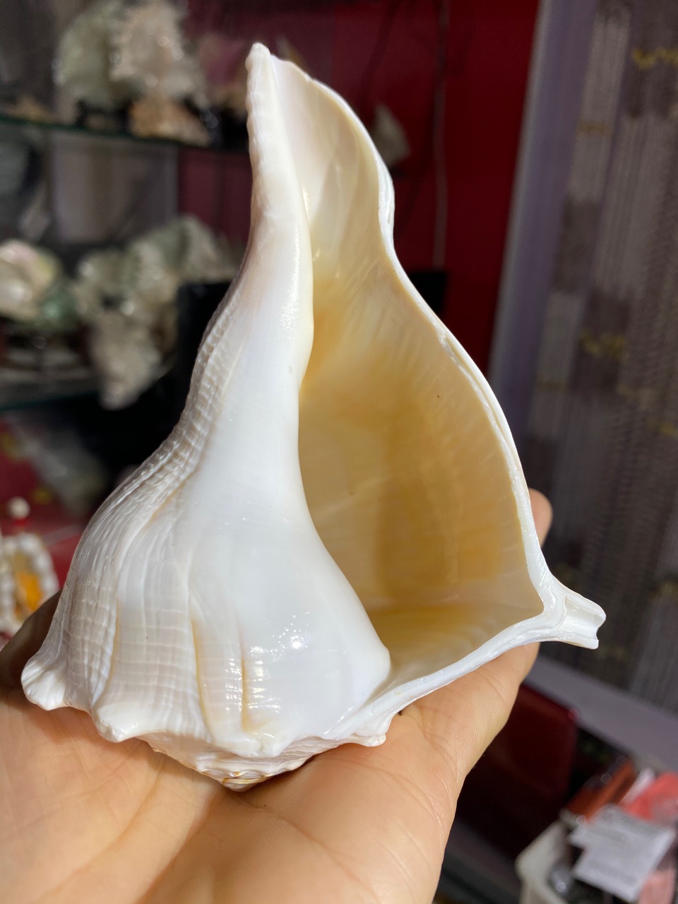 10-15厘米左旋螺 稀少品种 左旋法螺 供奉海螺 天然大海螺摆件