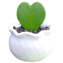 心叶球兰盆栽爱心多肉植物心形叶片情人节礼物夏天好养活的多肉